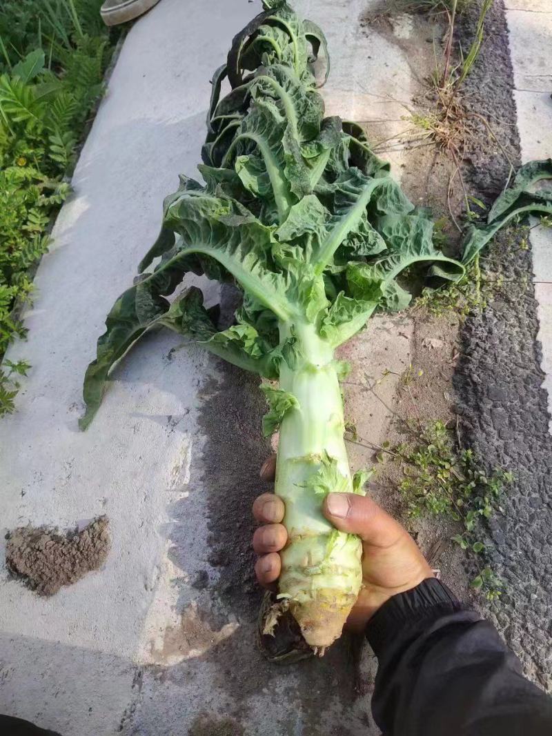 甘肃兰州精品冷库预冷货
