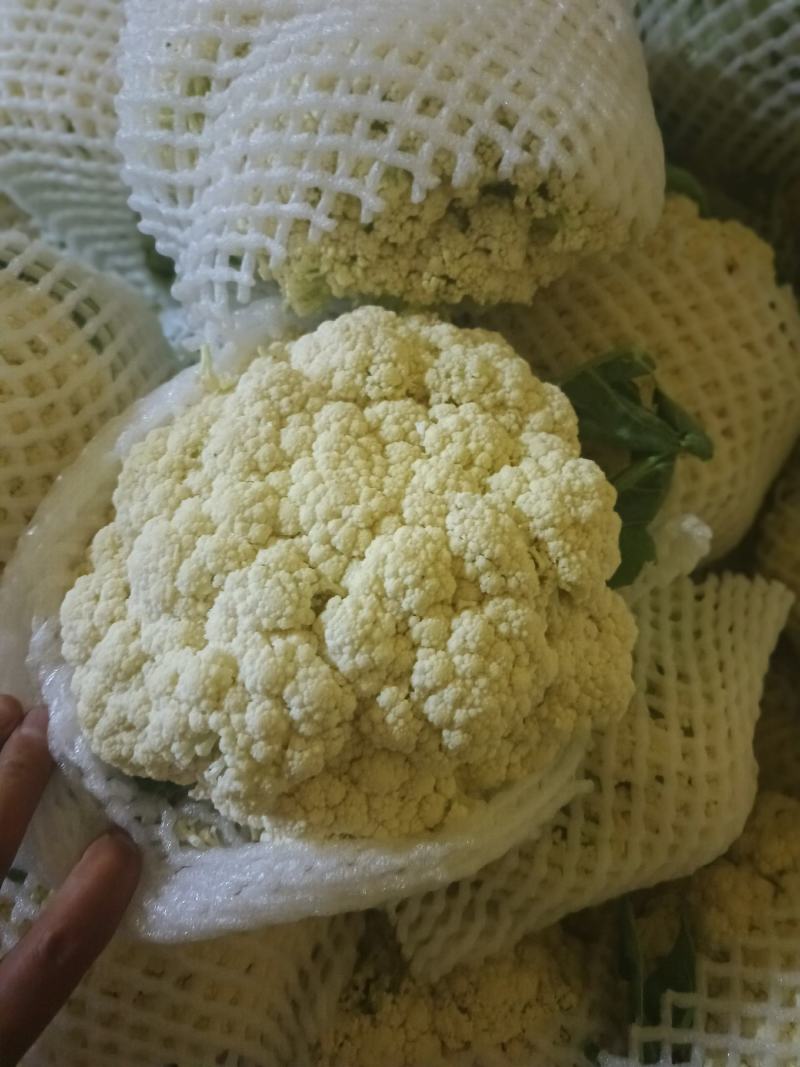 甘肃兰州精品冷库预冷货