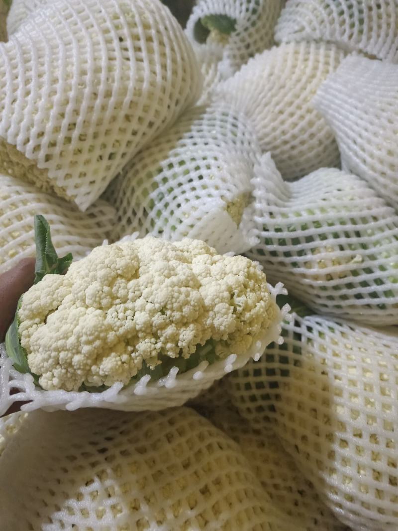 甘肃兰州精品冷库预冷货