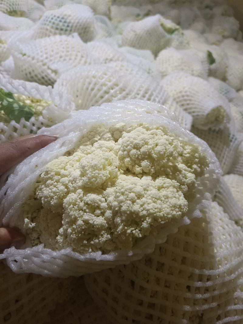 甘肃兰州精品冷库预冷货