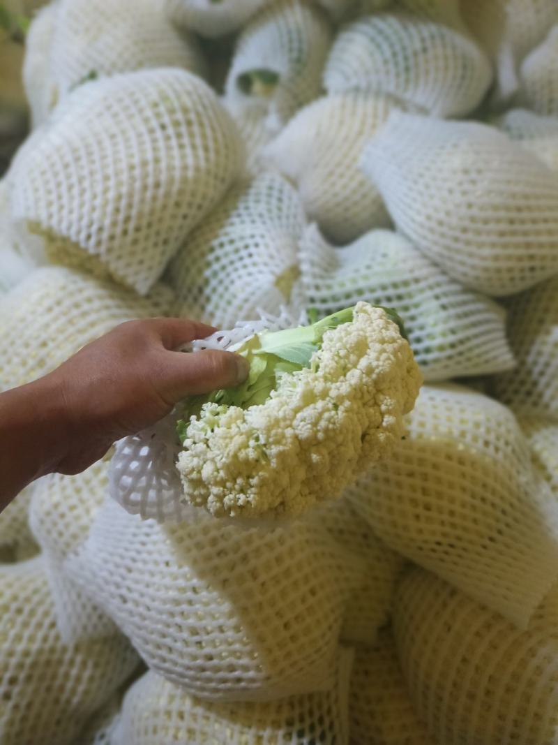 甘肃兰州精品冷库预冷货