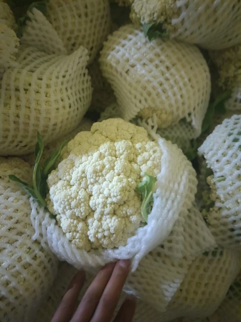 甘肃兰州精品冷库预冷货