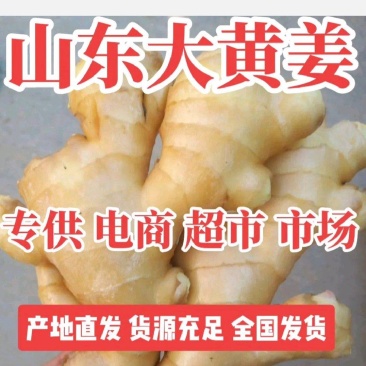 生姜山东精品大黄姜小黄姜产地农户一手货源全国发货
