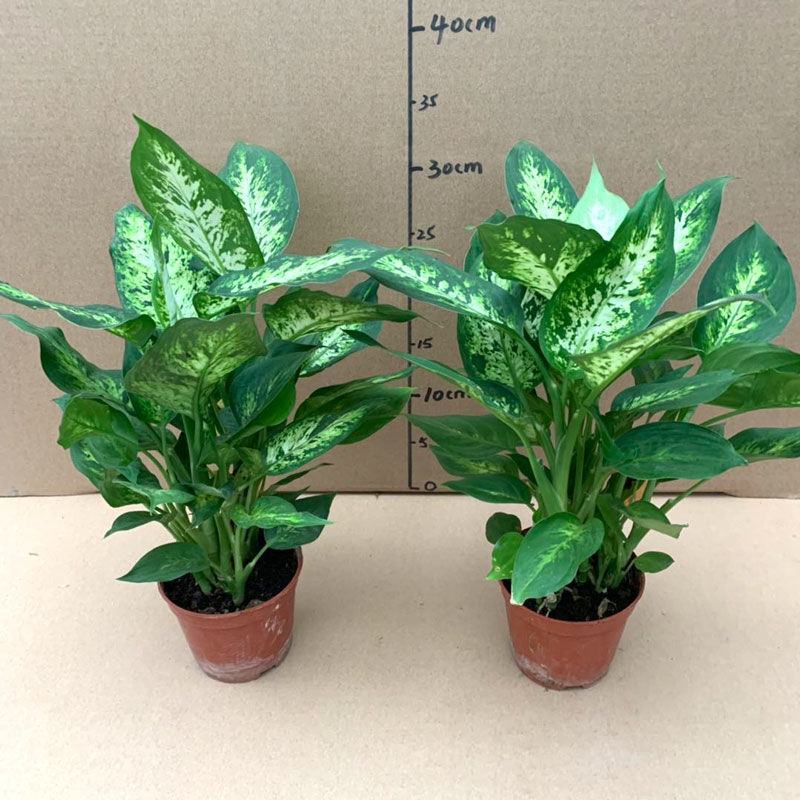 斑马万年青盆栽绿植花卉吸甲醛除污染净化空气四季长青