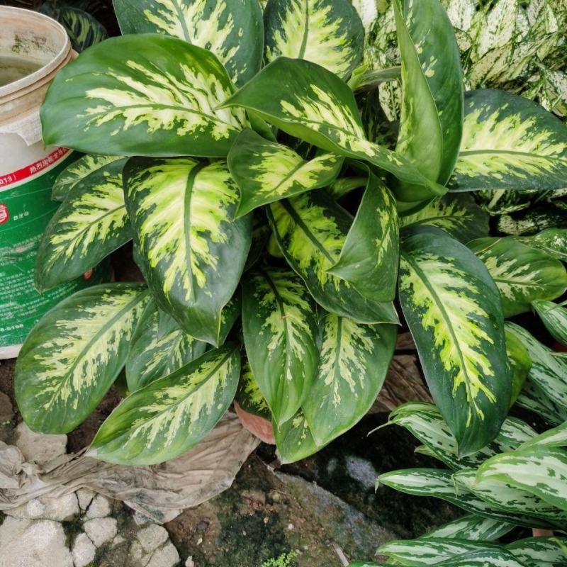 斑马万年青盆栽绿植花卉吸甲醛除污染净化空气四季长青