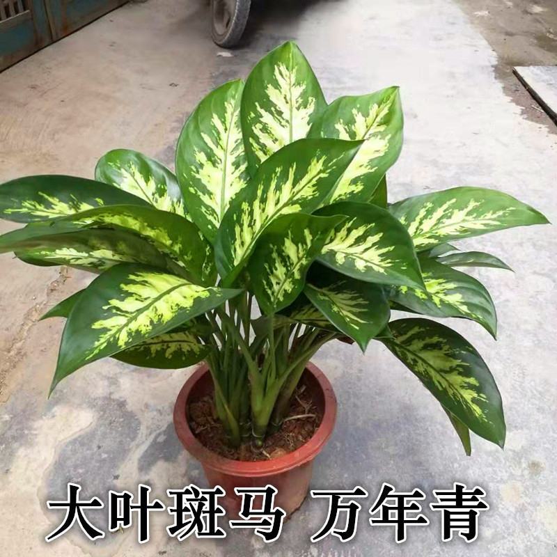 斑马万年青盆栽绿植花卉吸甲醛除污染净化空气四季长青