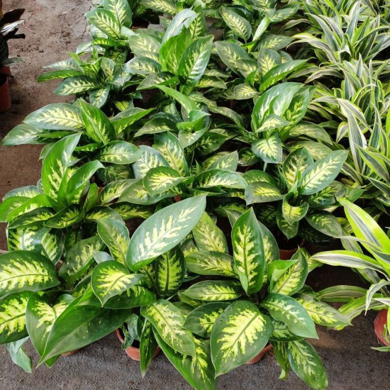 斑马万年青盆栽绿植花卉吸甲醛除污染净化空气四季长青