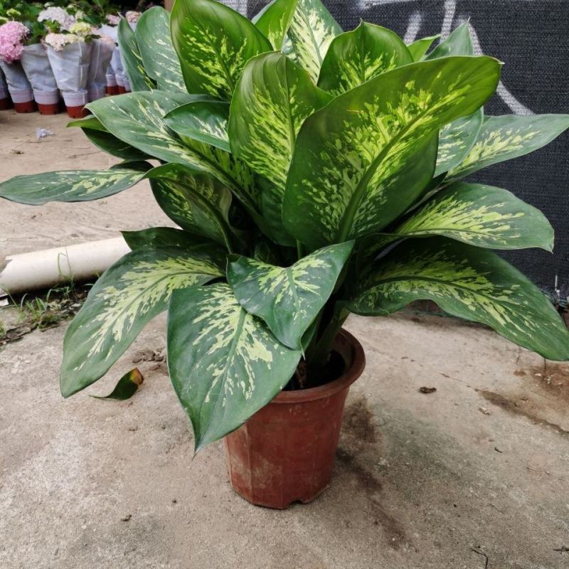 斑马万年青盆栽绿植花卉吸甲醛除污染净化空气四季长青