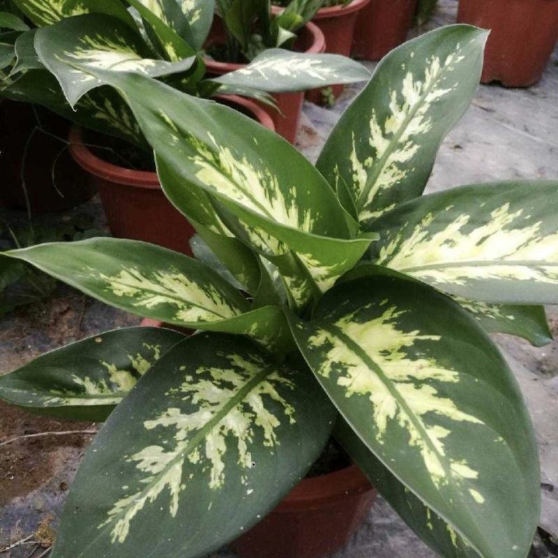 斑马万年青盆栽绿植花卉吸甲醛除污染净化空气四季长青