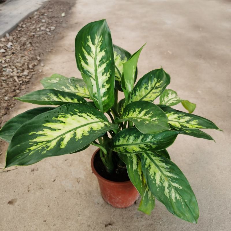 斑马万年青盆栽绿植花卉吸甲醛除污染净化空气四季长青