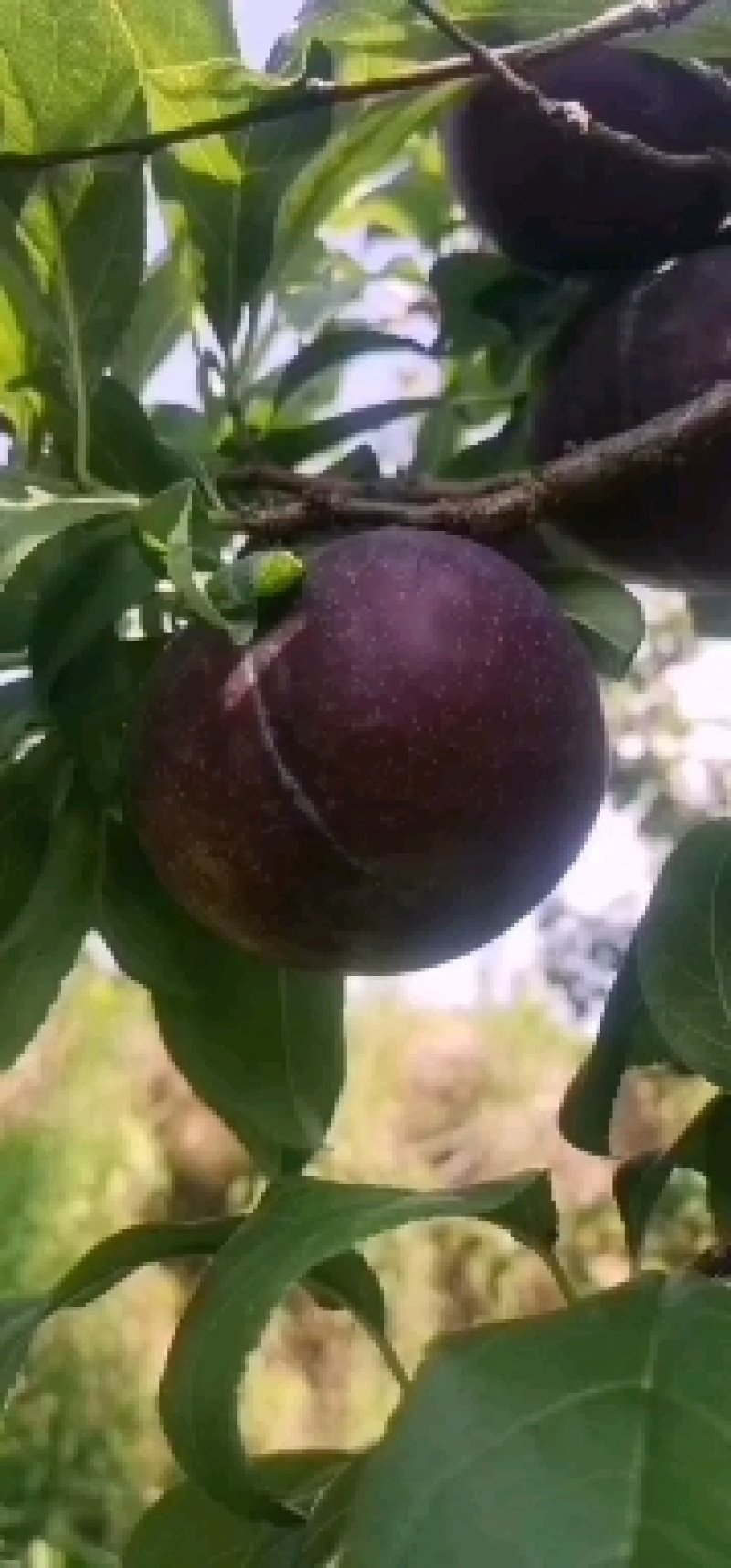 【畅销榜】黑布林李子大量上市个头大味道好新鲜应季水果