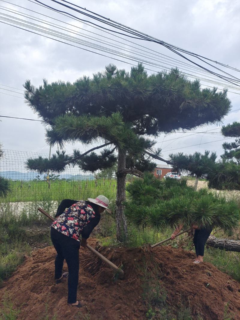 精品造型黑松造型松造型油松精品邻水层次分明叶片饱满