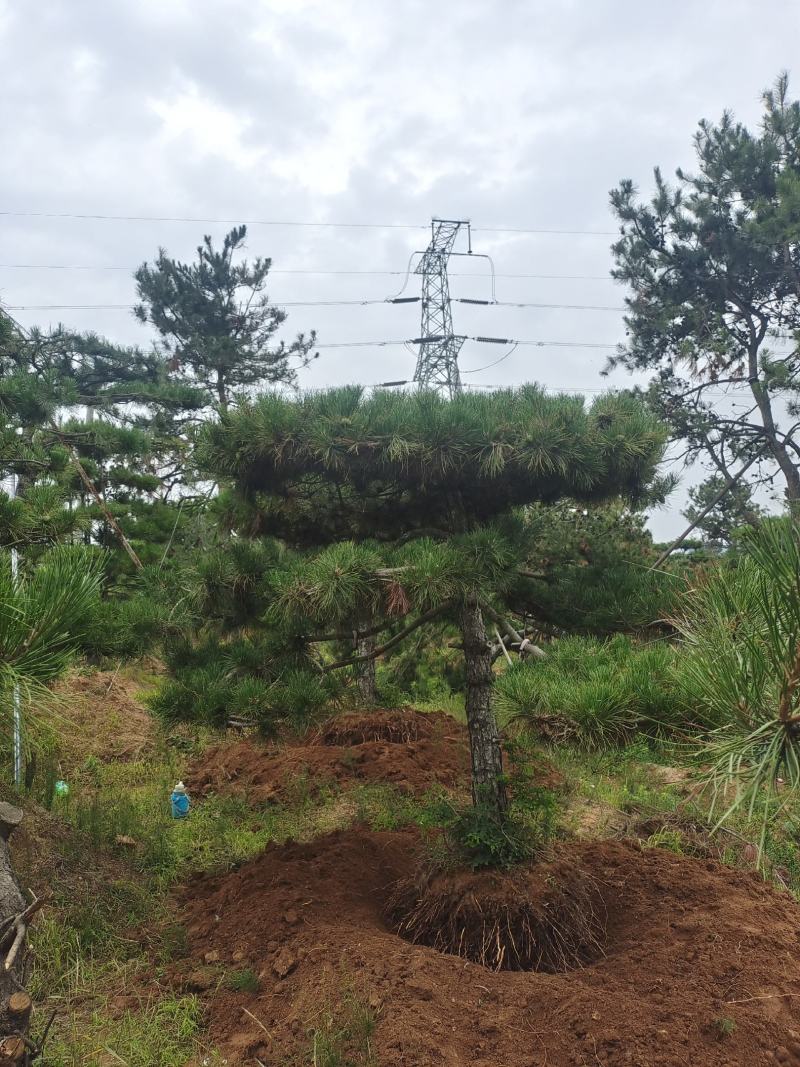 精品造型黑松造型松造型油松精品邻水层次分明叶片饱满