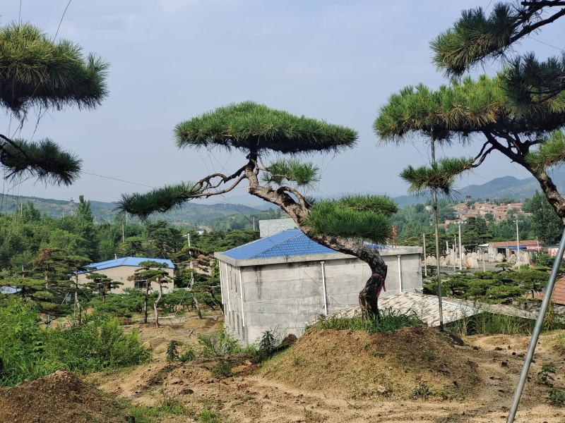 精品造型黑松造型松造型油松精品邻水层次分明叶片饱满