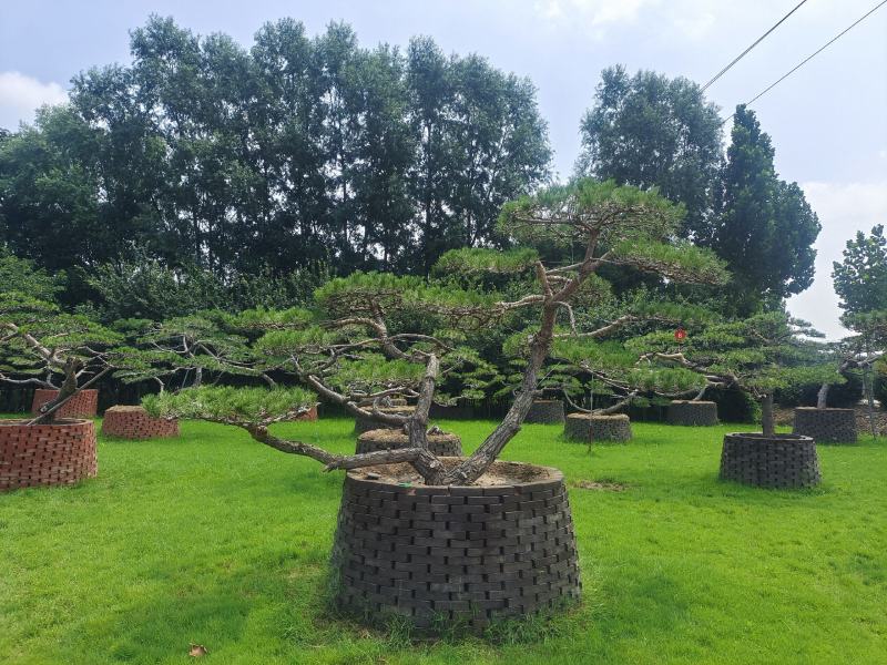 精品造型黑松造型松造型油松精品邻水层次分明叶片饱满
