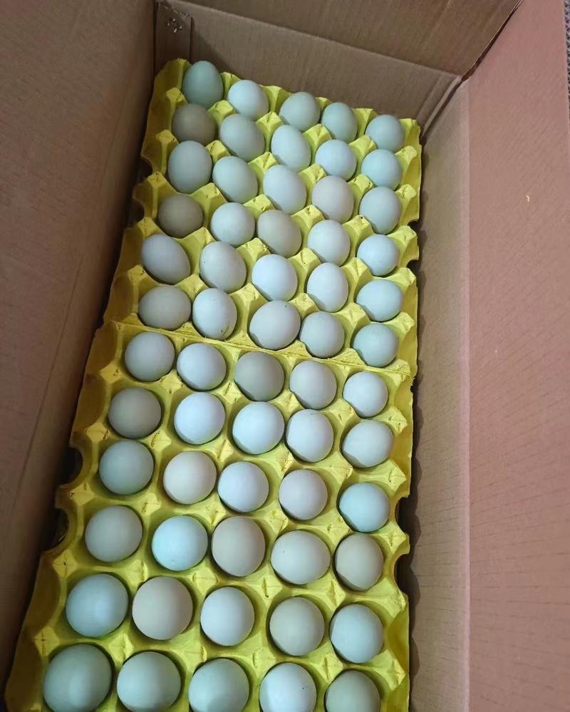 湖南绿壳鸡蛋，420枚精品绿壳，大中小码全一手货源。