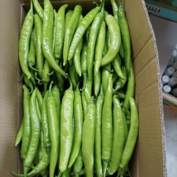 鲜辣椒