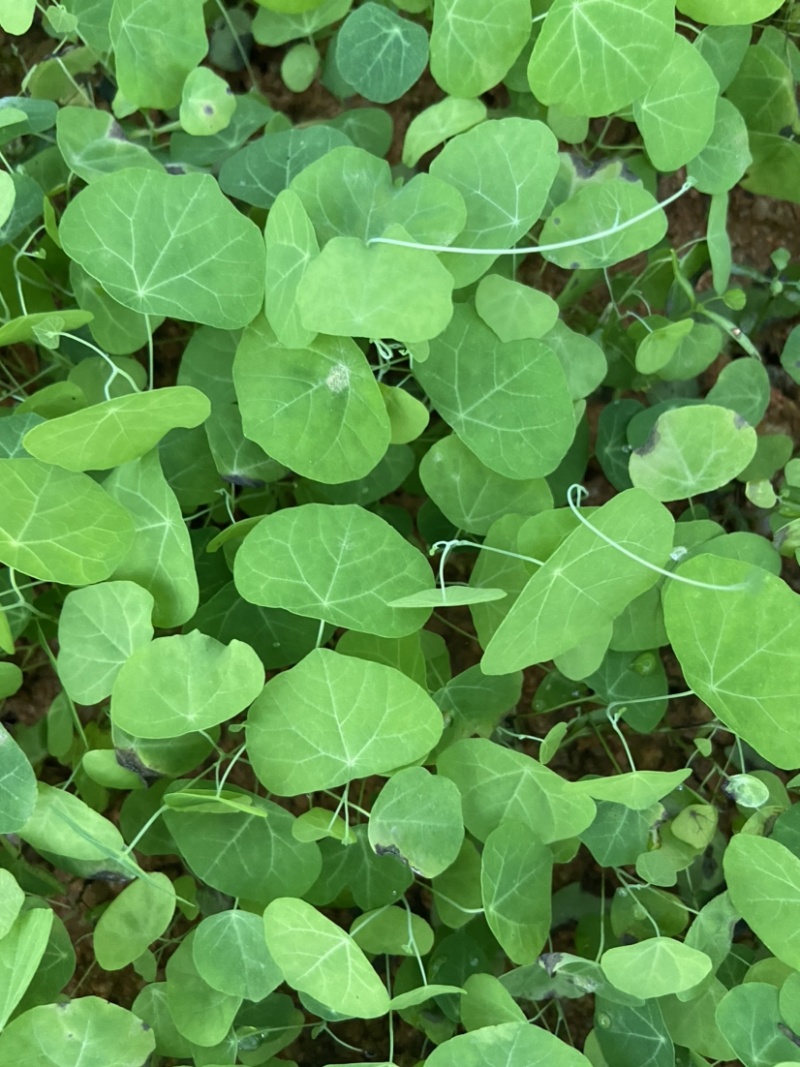 粉防己江西地道药材防己苗防己种防己种苗籽育苗基地