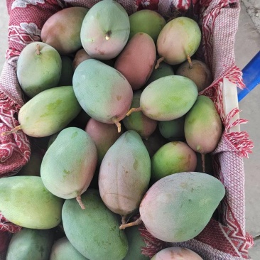 凯特芒果一件代发
