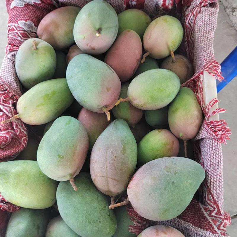 凯特芒果一件代发