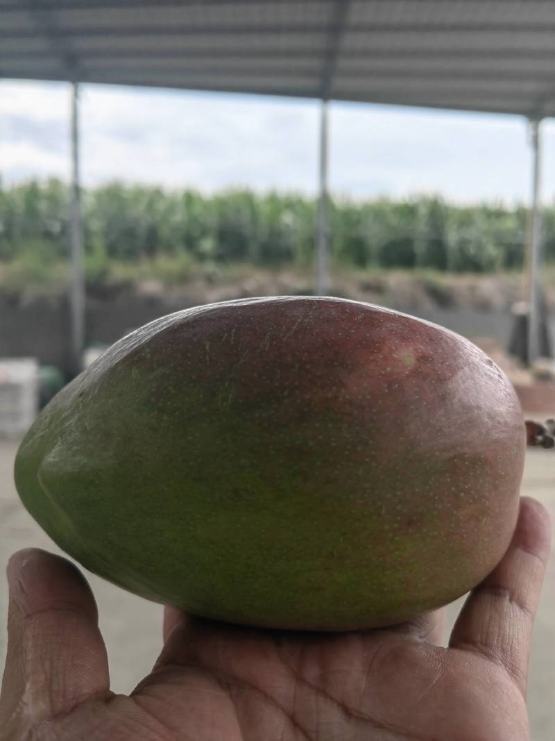 凯特芒果一件代发