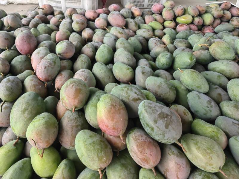 凯特芒果一件代发