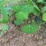 粉防己江西地道药材防己苗防己种防己种苗籽育苗基地