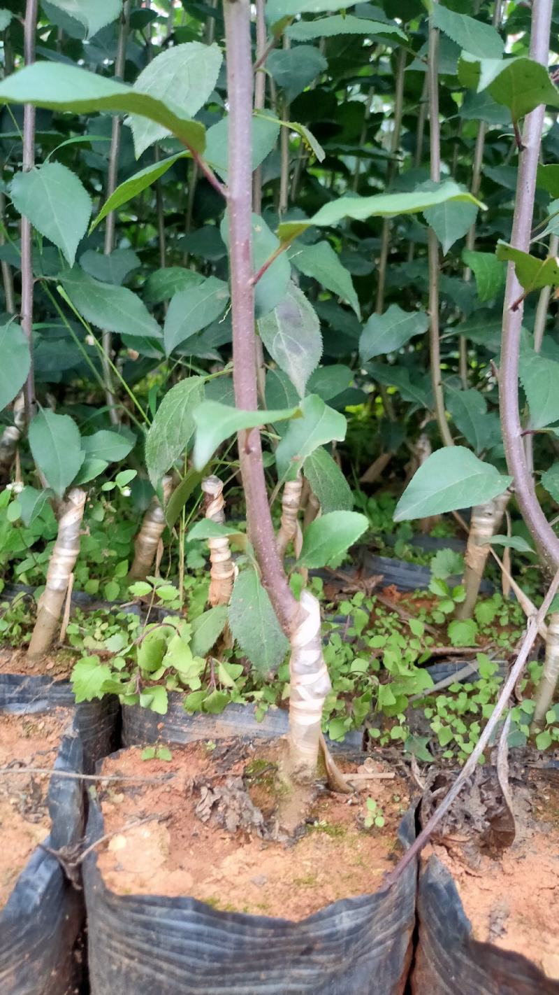 海棠垂丝海棠大小规格都有基地供应薄利多