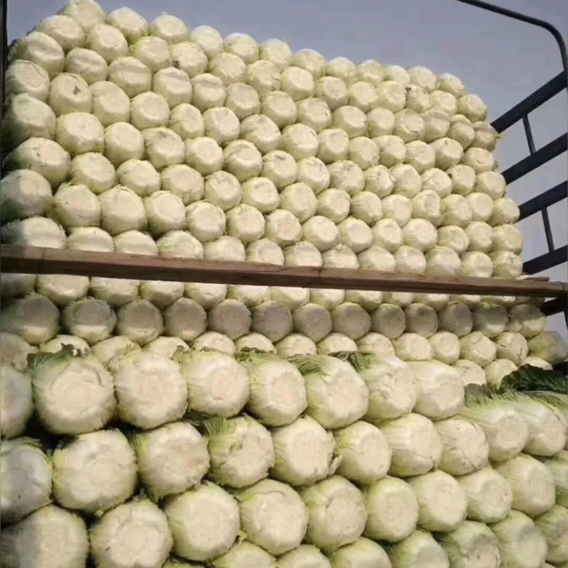 黄心大白菜，甘蓝大量上市，欢迎新老客户