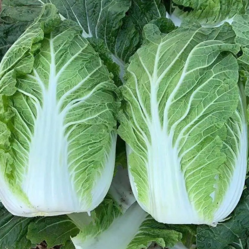 黄心大白菜，甘蓝大量上市，欢迎新老客户