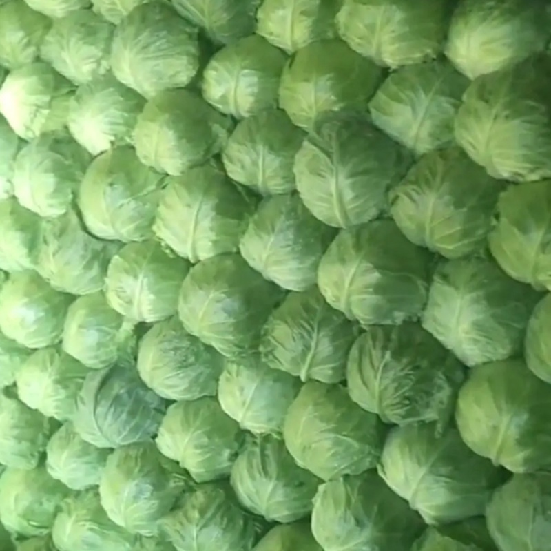 黄心大白菜，甘蓝大量上市，欢迎新老客户