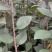 海棠垂丝海棠大小规格都有基地供应薄利多