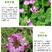 紫云英种子果园绿肥草种子红花草蜜源植物牧草草籽养蜜蜂包邮
