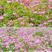 紫云英种子果园绿肥草种子红花草蜜源植物牧草草籽养蜜蜂包邮