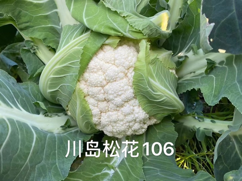 精选优质松花菜种子一代杂交晚熟青梗松花菜种子米粒细小
