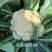 欧兰德川岛松花55松花菜种子早熟耐热花球松，米粒小