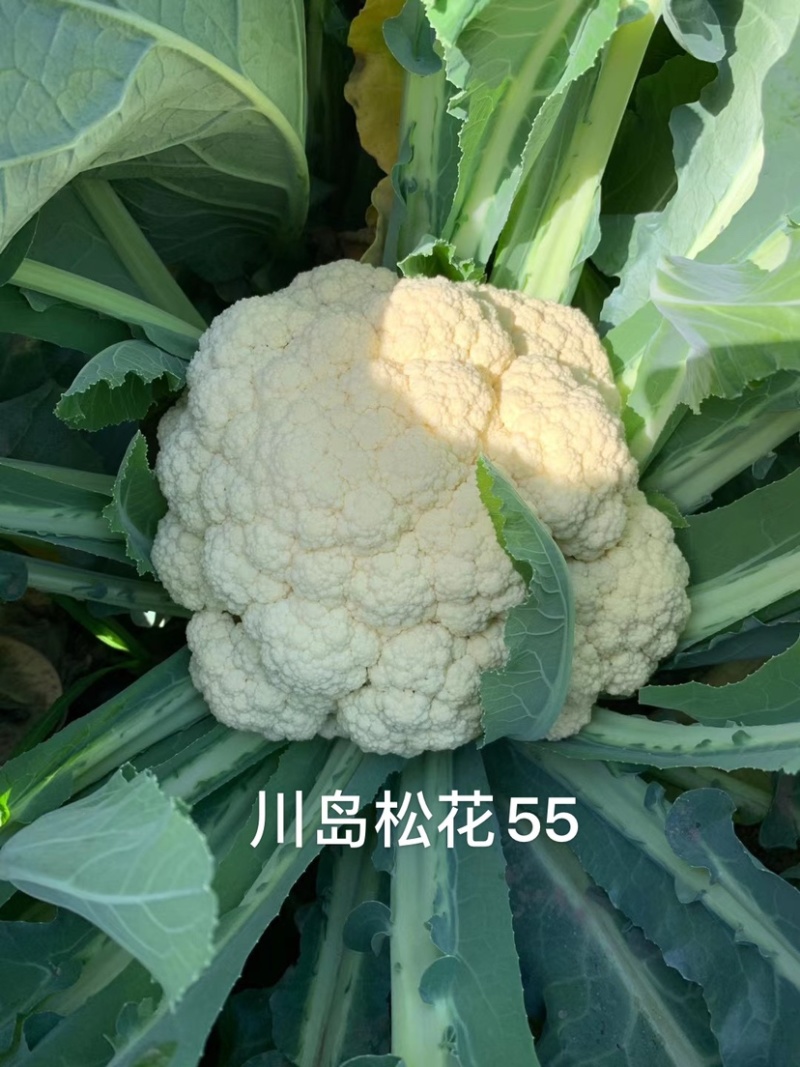 欧兰德川岛松花55松花菜种子早熟耐热花球松，米粒小