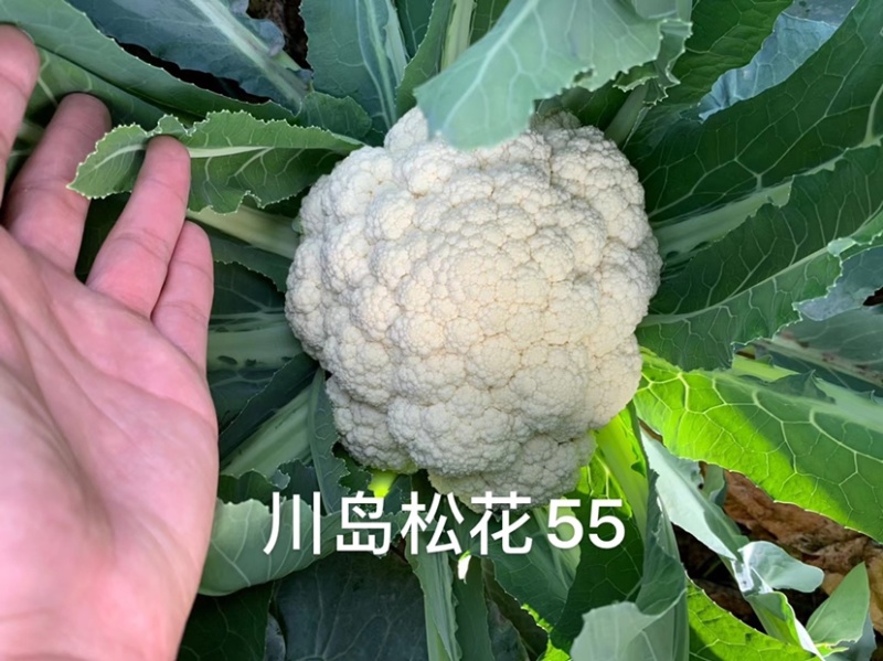 欧兰德川岛松花55松花菜种子早熟耐热花球松，米粒小