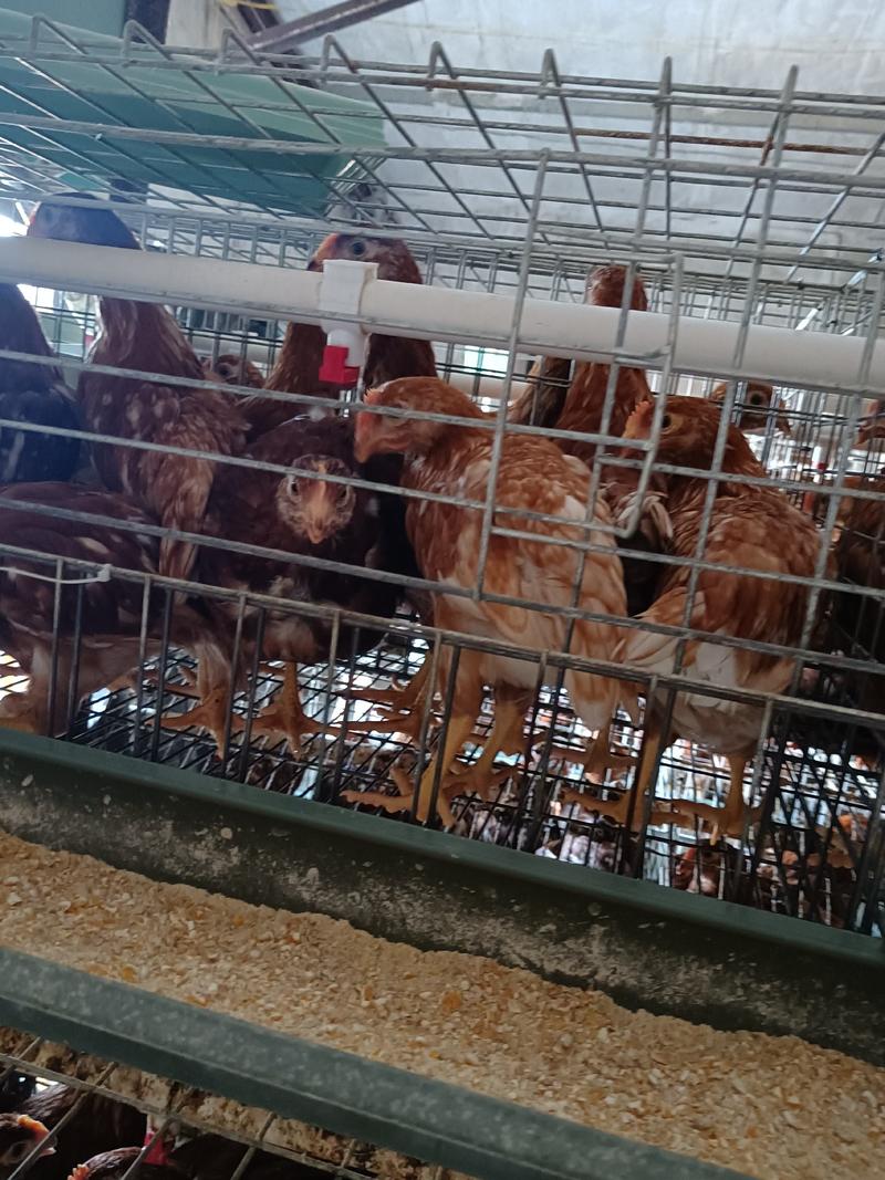 60天海兰褐青年鸡现货出售中，鸡群健康，体重达标