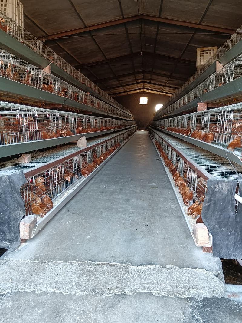 60天海兰褐青年鸡现货出售中，鸡群健康，体重达标