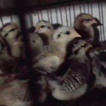 纯华北柴脱温鸡母鸡苗