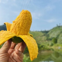 攀枝花芒果金煌芒大量上市品质好欢迎咨询