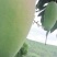 攀枝花芒果金煌芒大量上市品质好欢迎咨询