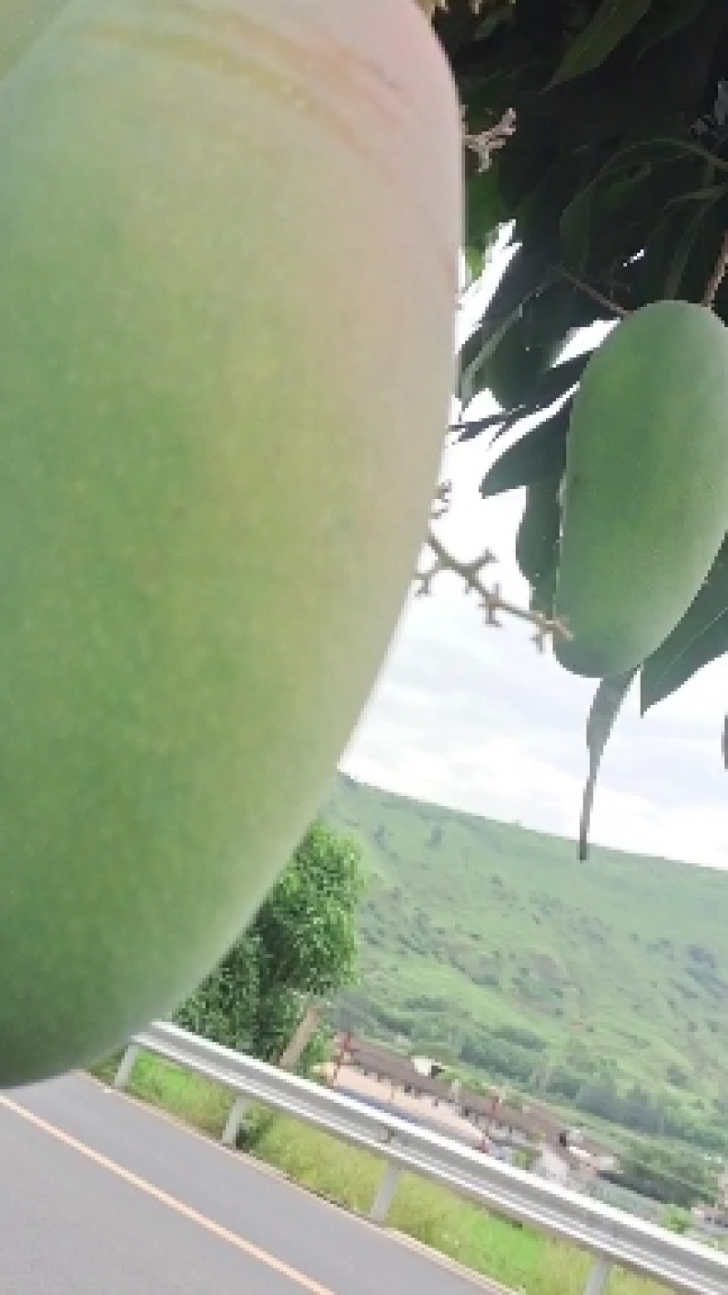 攀枝花芒果金煌芒大量上市品质好欢迎咨询