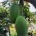攀枝花芒果金煌芒大量上市品质好欢迎咨询