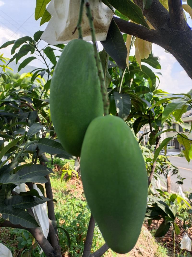 攀枝花芒果金煌芒大量上市品质好欢迎咨询