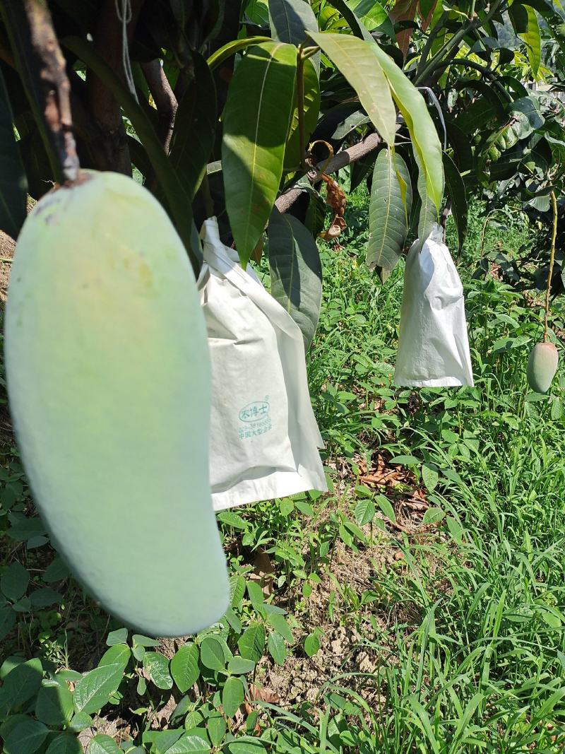 攀枝花芒果金煌芒大量上市品质好欢迎咨询