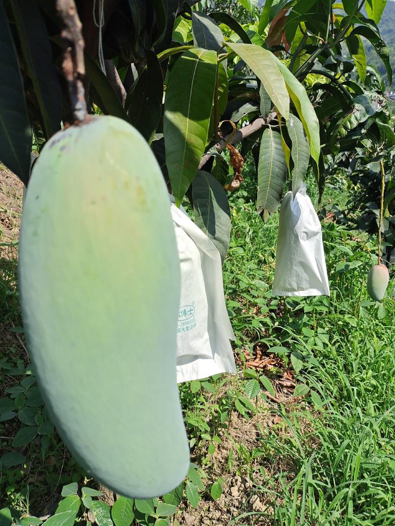 攀枝花芒果金煌芒大量上市品质好欢迎咨询