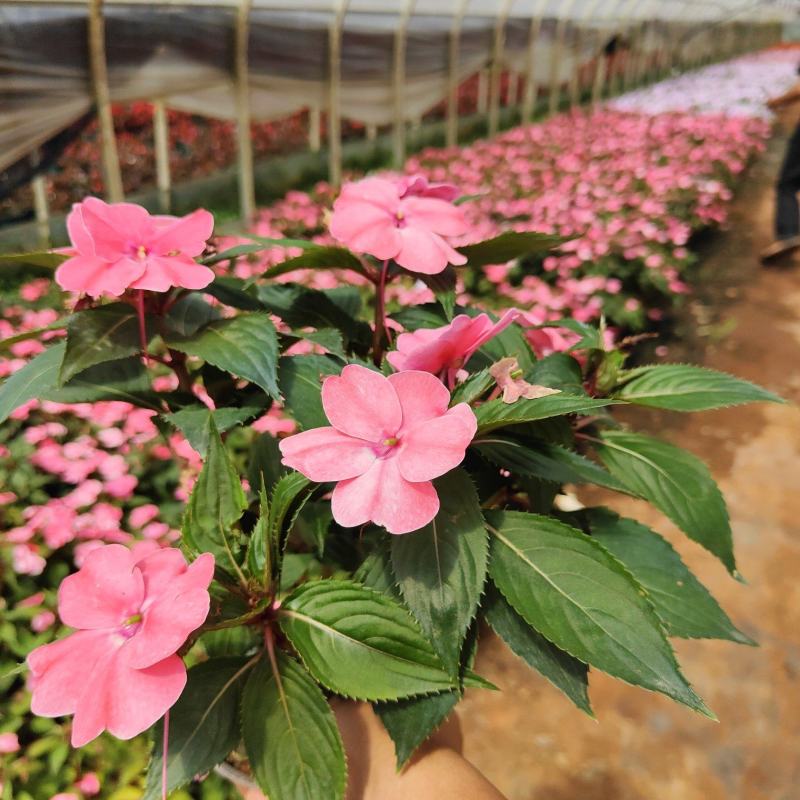 大量供货凤仙花