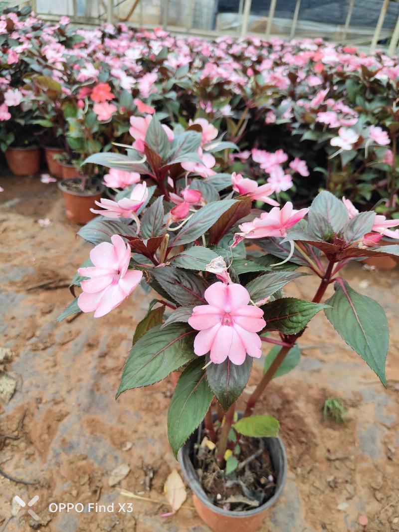 大量供货凤仙花